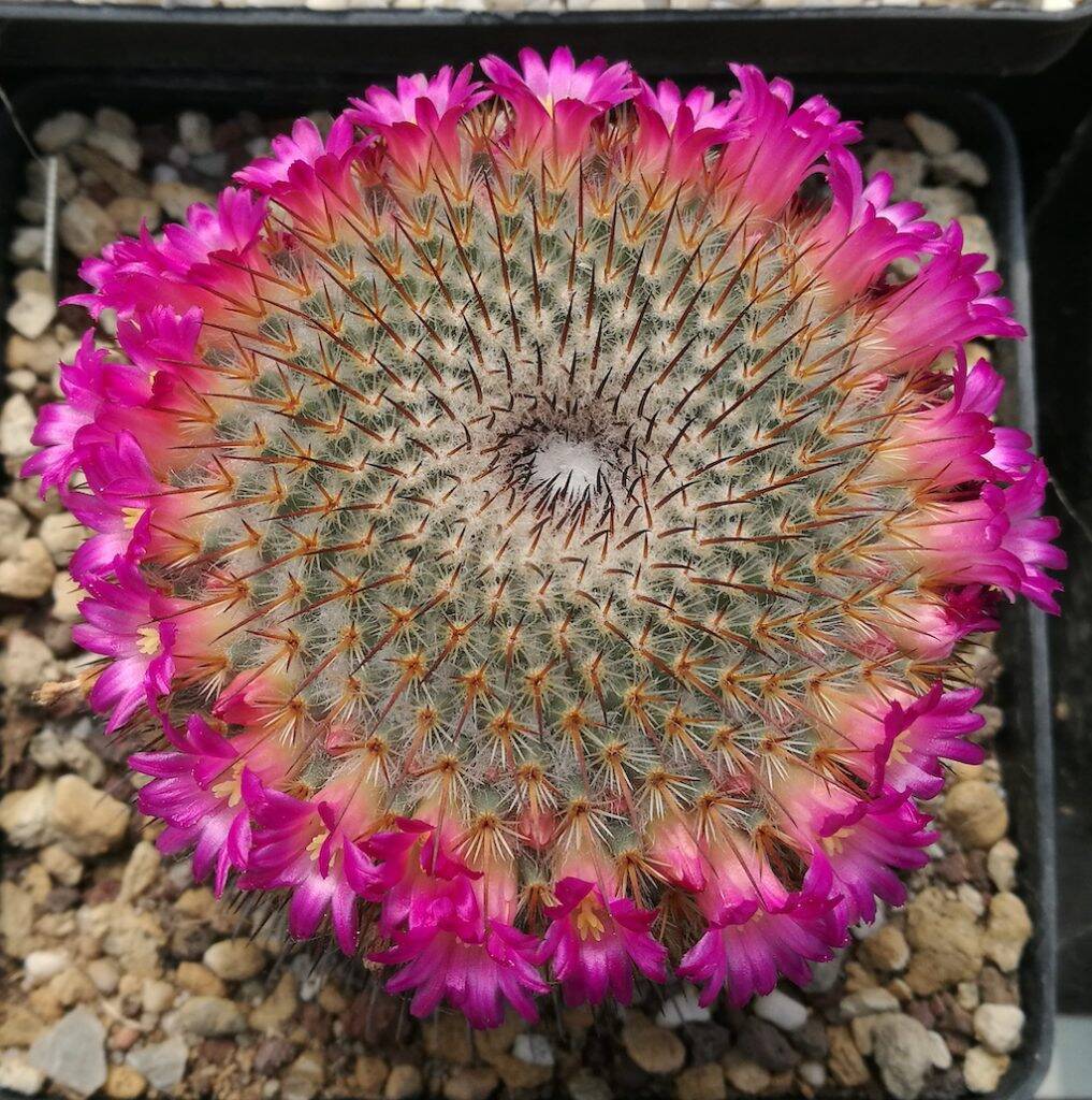 Mammillaria dixanthocentron