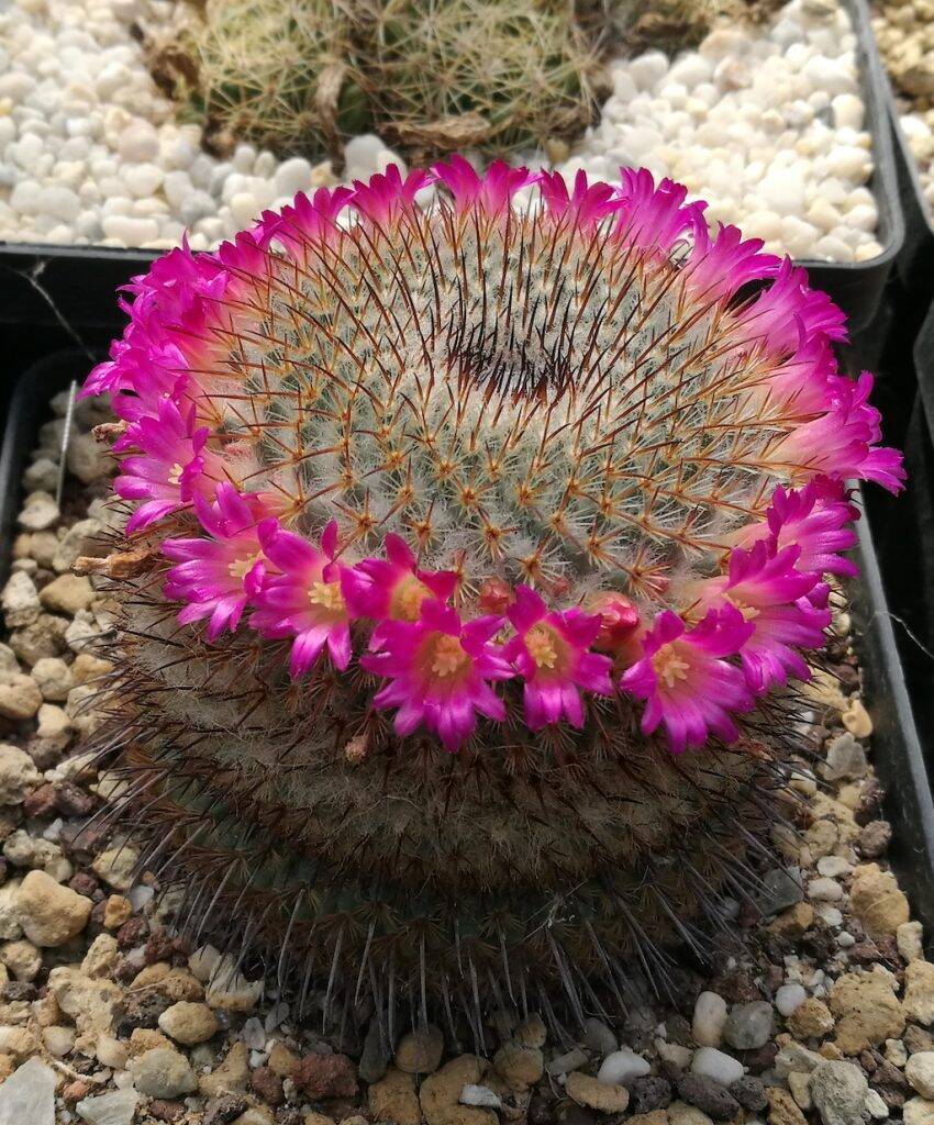 Mammillaria dixanthocentron