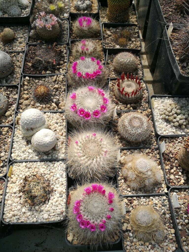 Le sei Mammillaria hahniana nel 2023