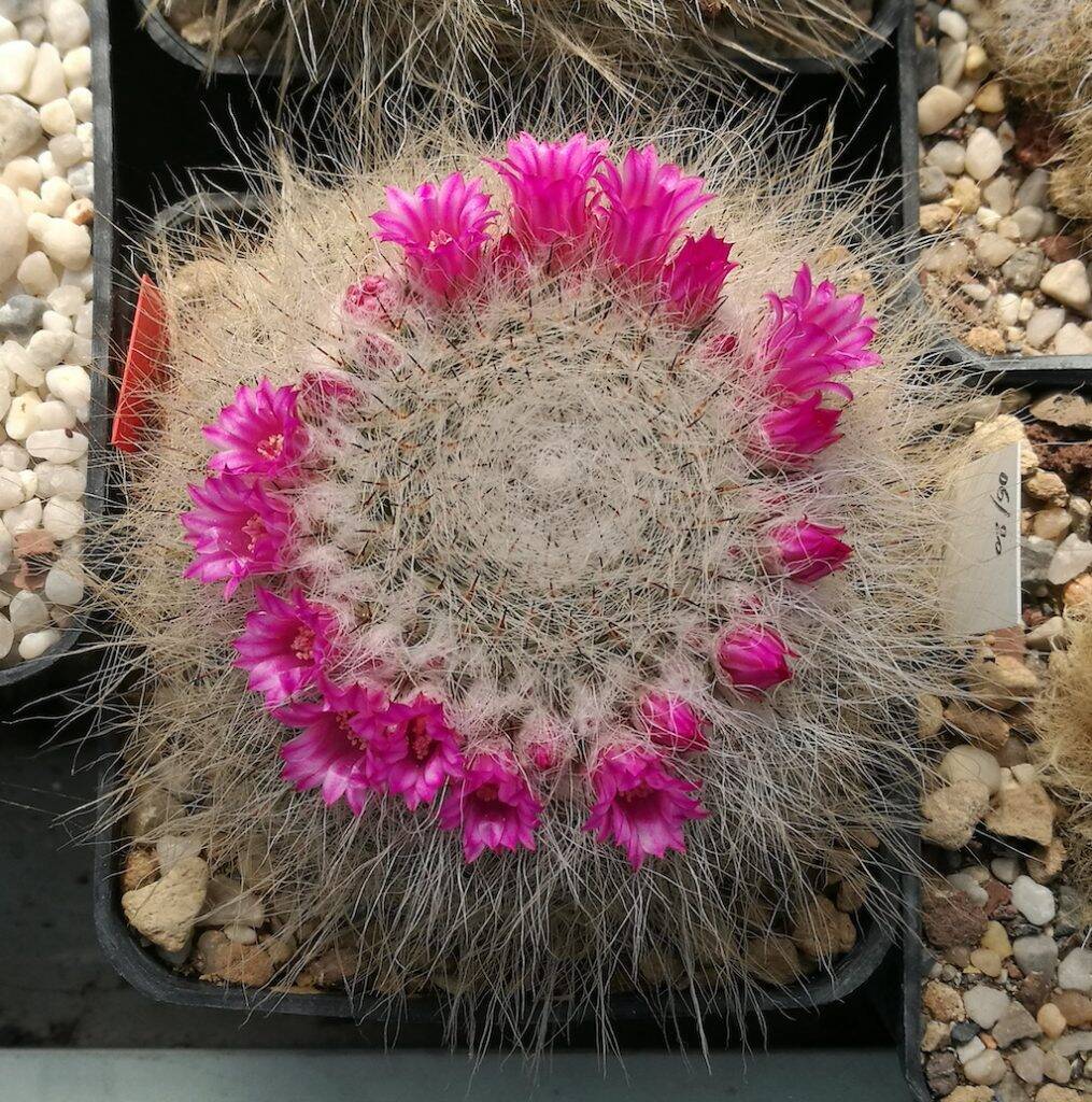 Mammillaria hahniana esperimento gesso