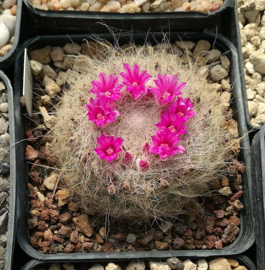 Mammillaria hahniana esperimento mix tradizionale