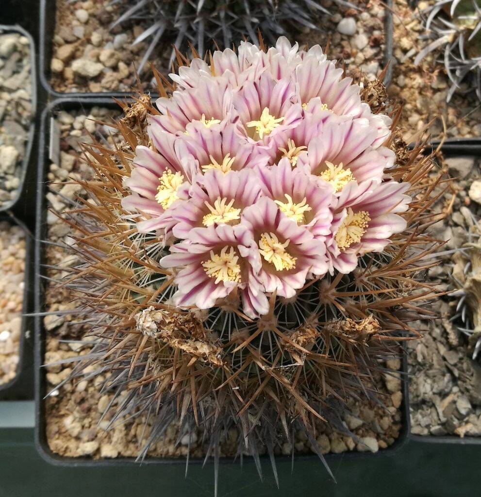 Stenocactus sp.