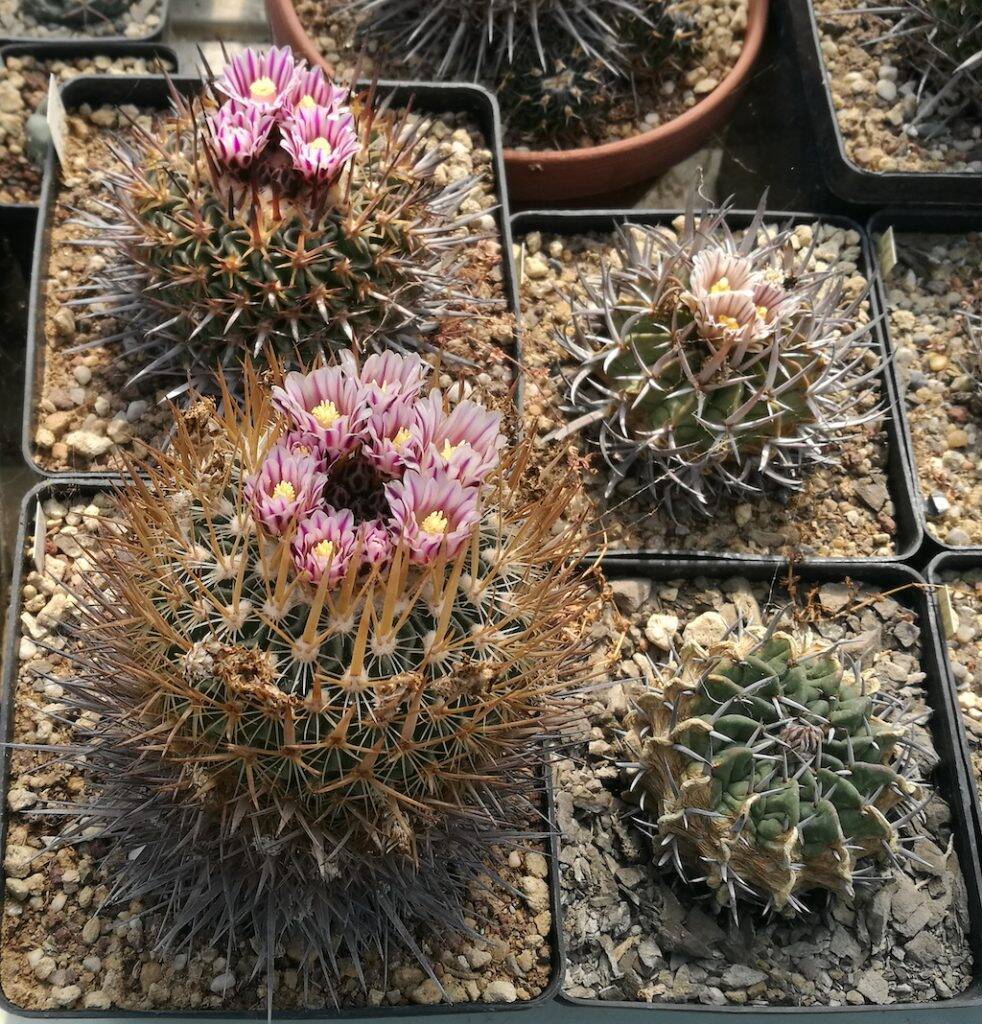 Stenocactus vari