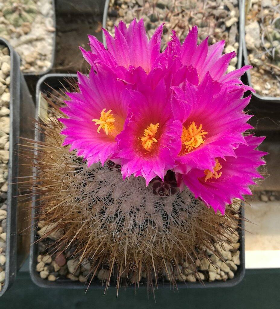 Thelocactus macdowellii