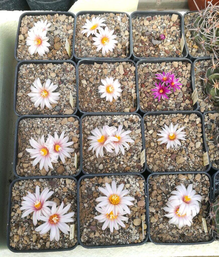 Turbinicarpus pseudopectinatus