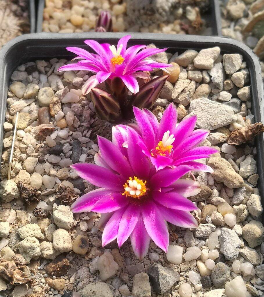 Turbinicarpus pseudopectinatus