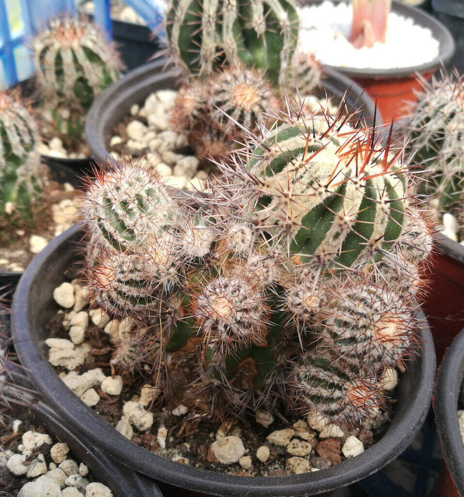 Echinopsis Haku-jo