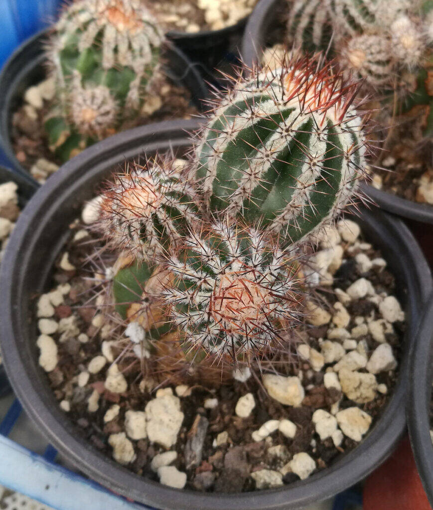 Echinopsis Haku-jo