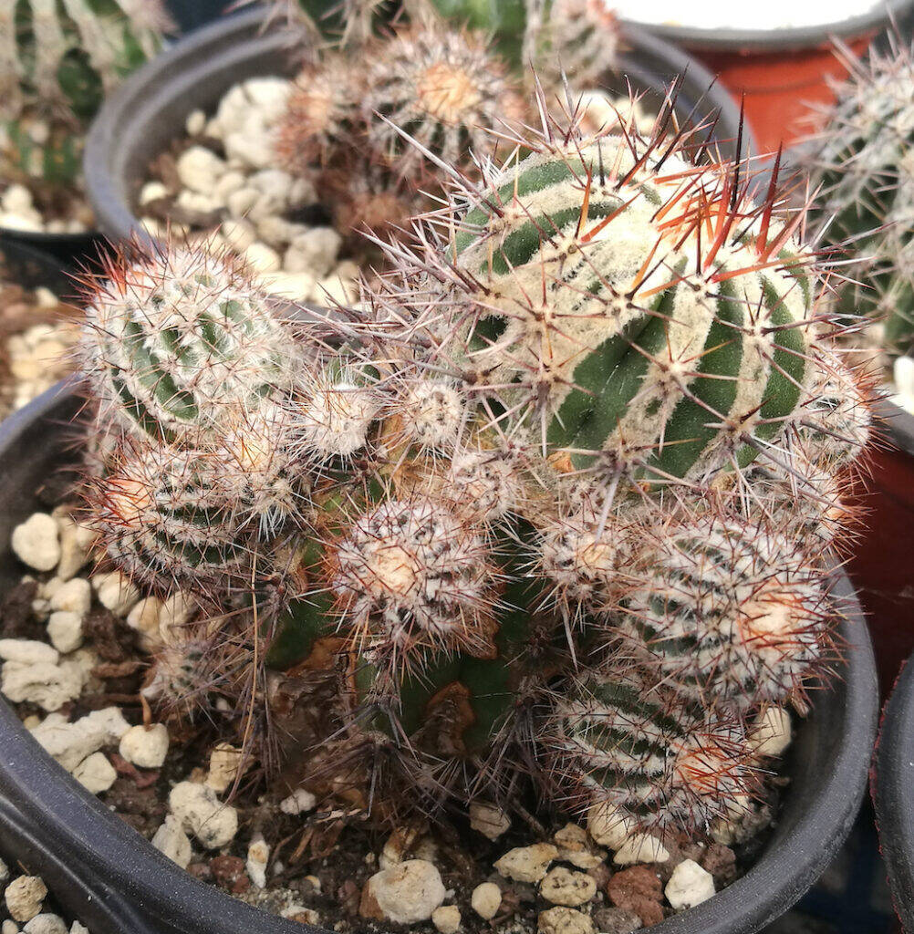 Echinopsis Haku-jo