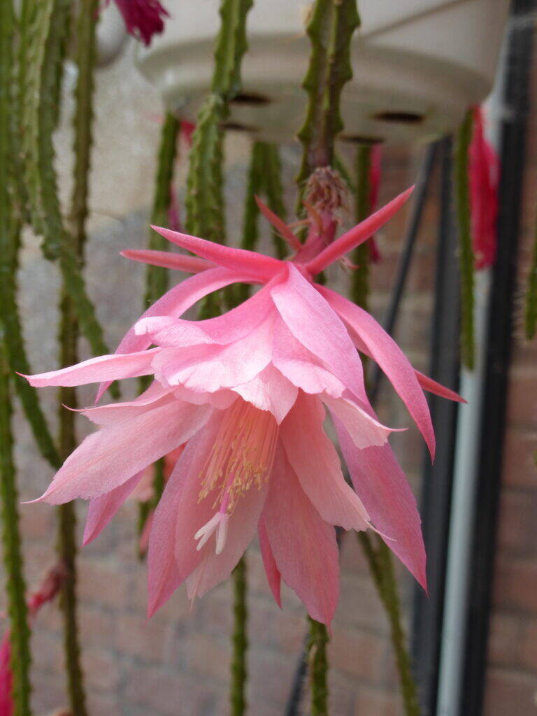 Aporophyllum (ibrido di Aporocactus ed Epiphyllum)