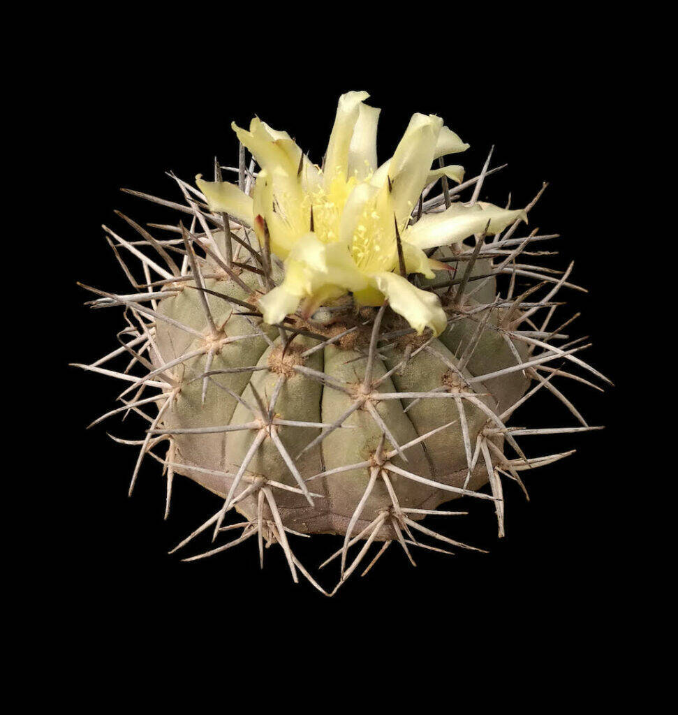 Copiapoa