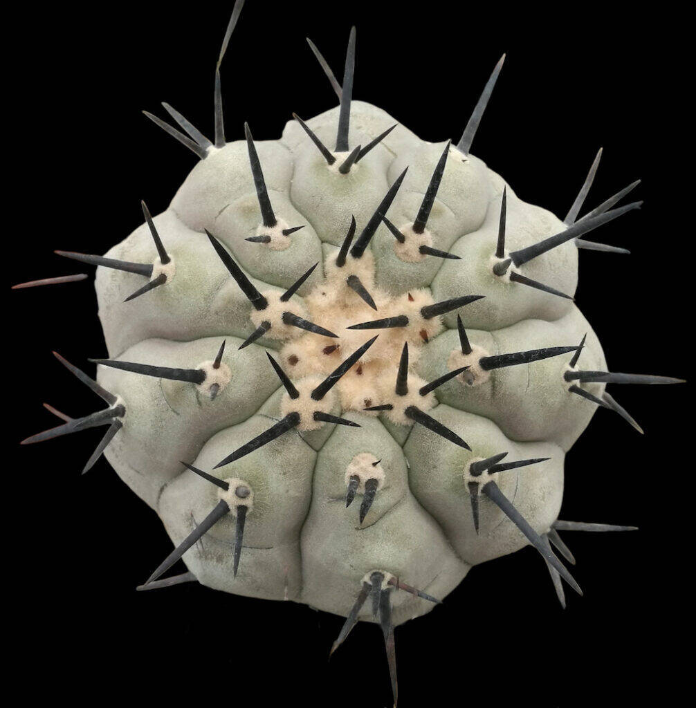 Copiapoa