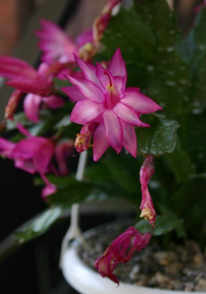 Schlumbergera truncata