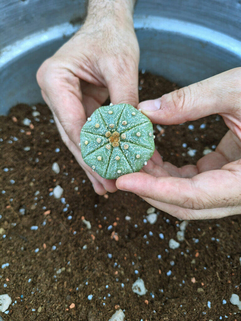 Astrophytum asterias dopo idrocoltura