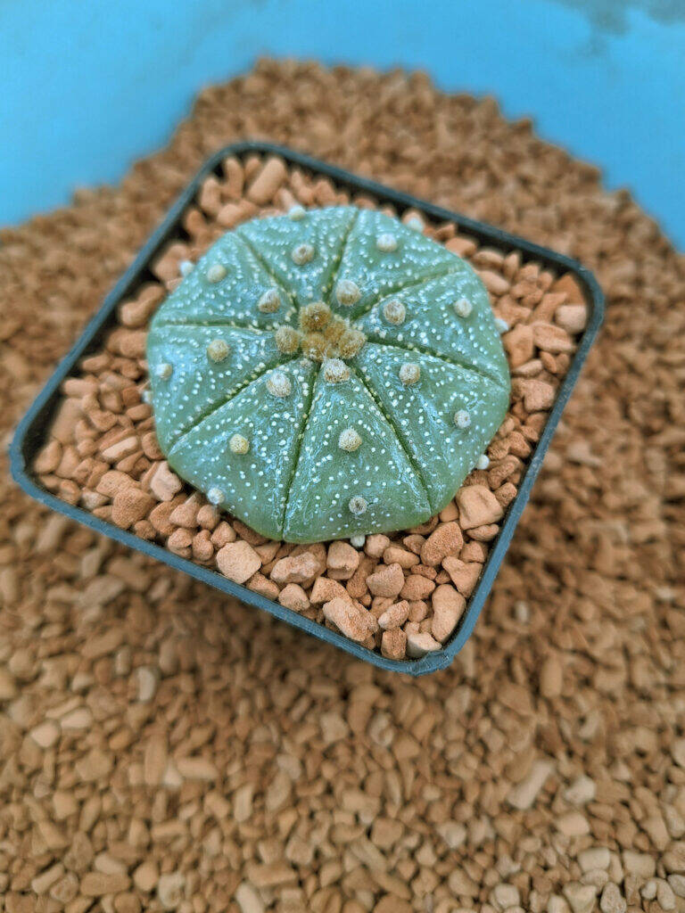 Astrophytum asterias dopo idrocoltura