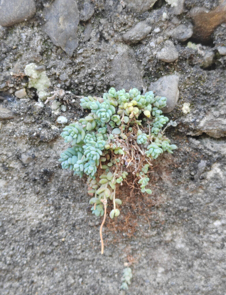 Sedum spontaneo a Verbania