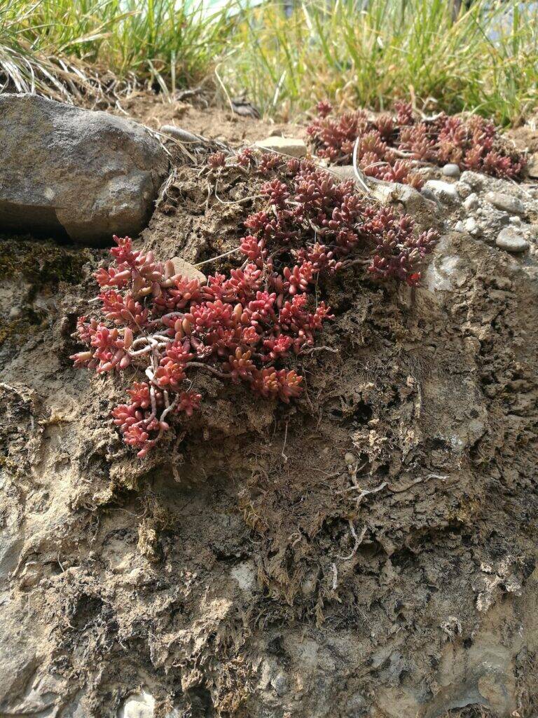 Sedum spontaneo a Zone