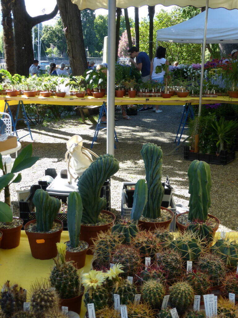 Cactus Folies Verbania 2016