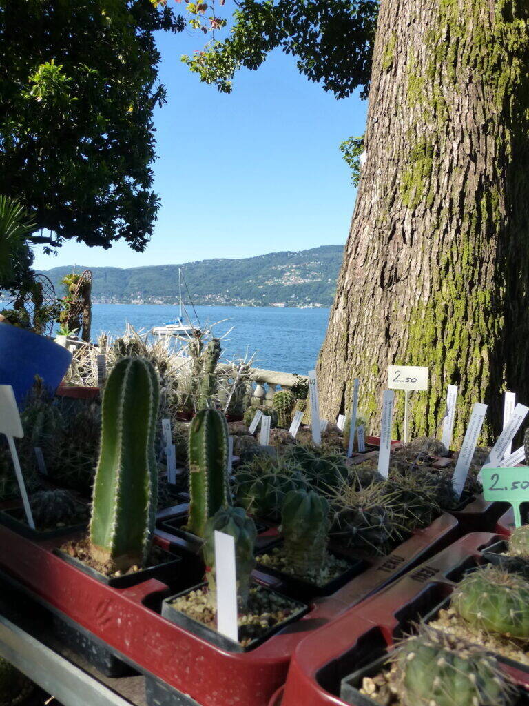 Cactus Folies Verbania 2016