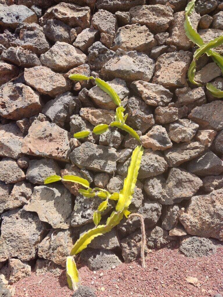 Giardino Lanzarote