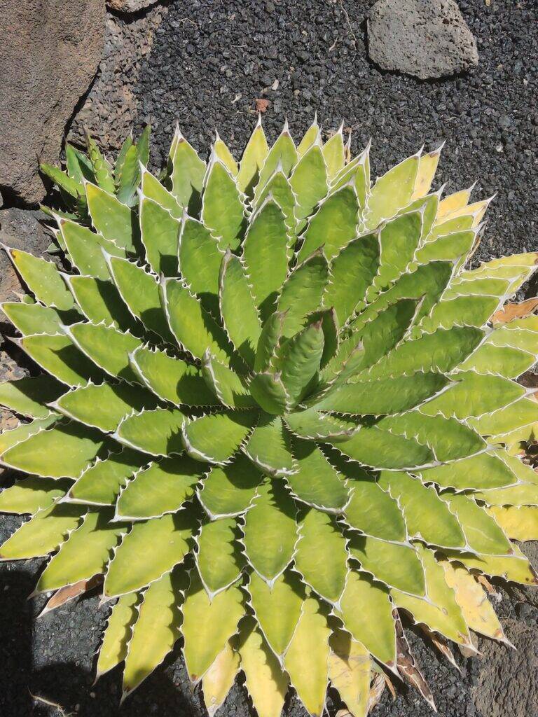 Giardino Lanzarote