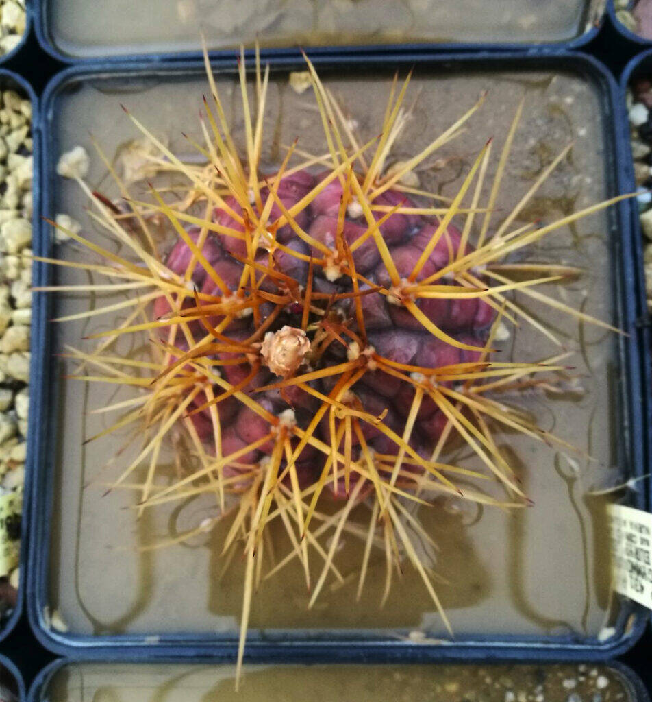 Gymnocalycium bagnato