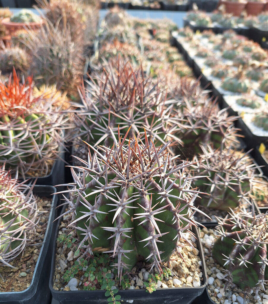 Echinocactus platyacanthus