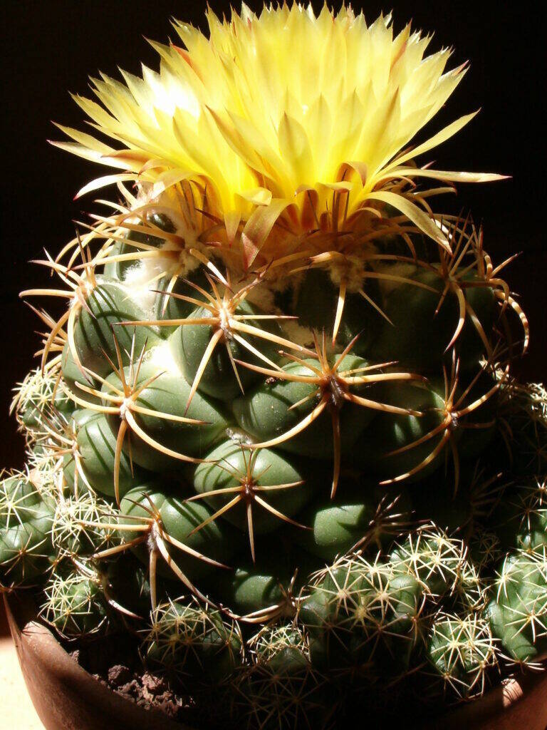 Coryphantha andreae