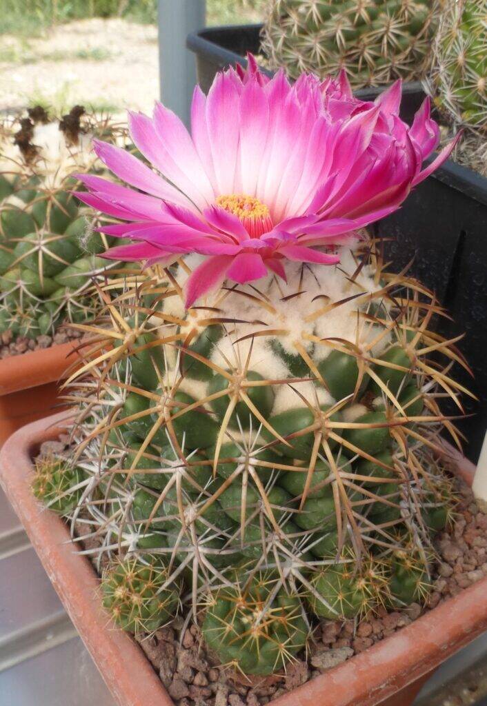 Coryphantha elephantidens