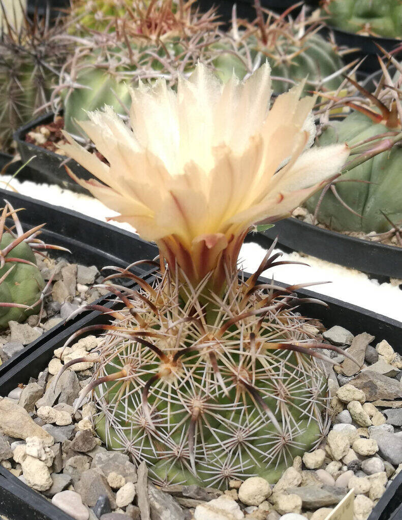 Coryphantha kracikii