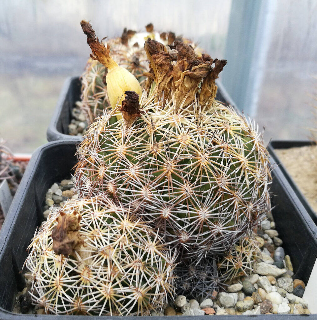 Coryphantha retusa con frutti