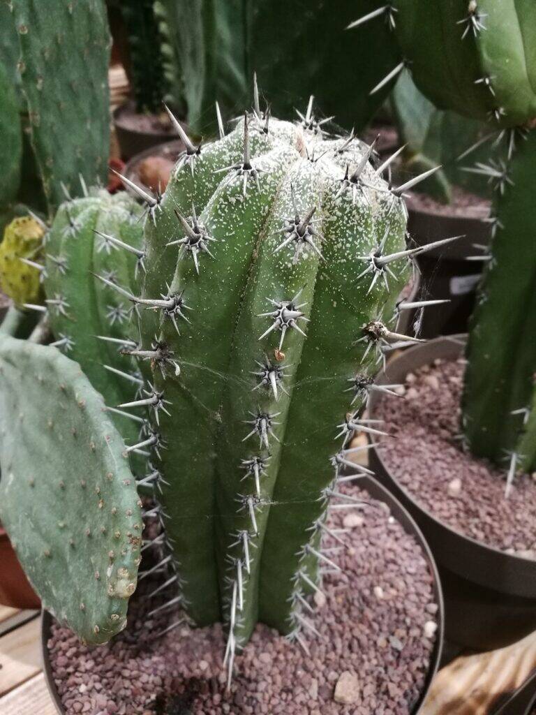 Cactus attaccato dalla cocciniglia