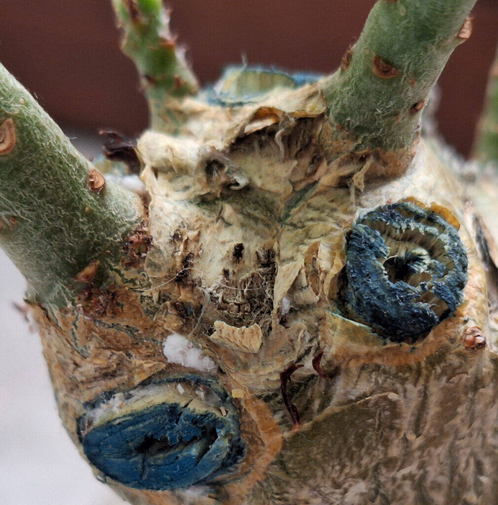 Cocciniglia cotonosa su un Adenium obesum