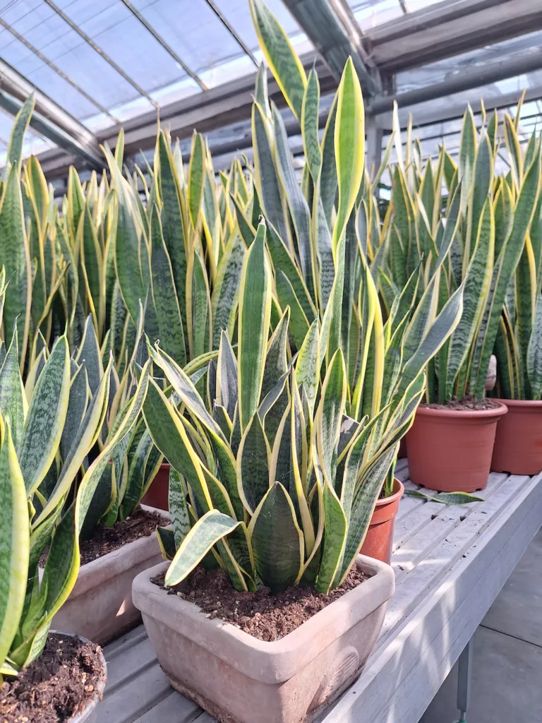 Alcuni esemplari di Sansevieria trifasciata