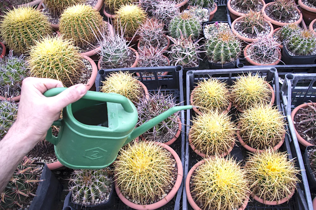 Annaffiatura ci cactus con annaffiatoio