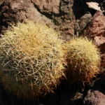 Coppia di Ferocactus johnstonianus (foto Francesco Soldi)