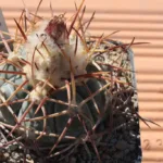 Echinocactus horizonthalonius PP778 (Fort Stockton, pecos county, texas)