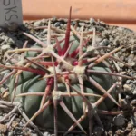 Echinocactus horizonthalonius VM 600 Mineral de pozos, guanajuato, mexico