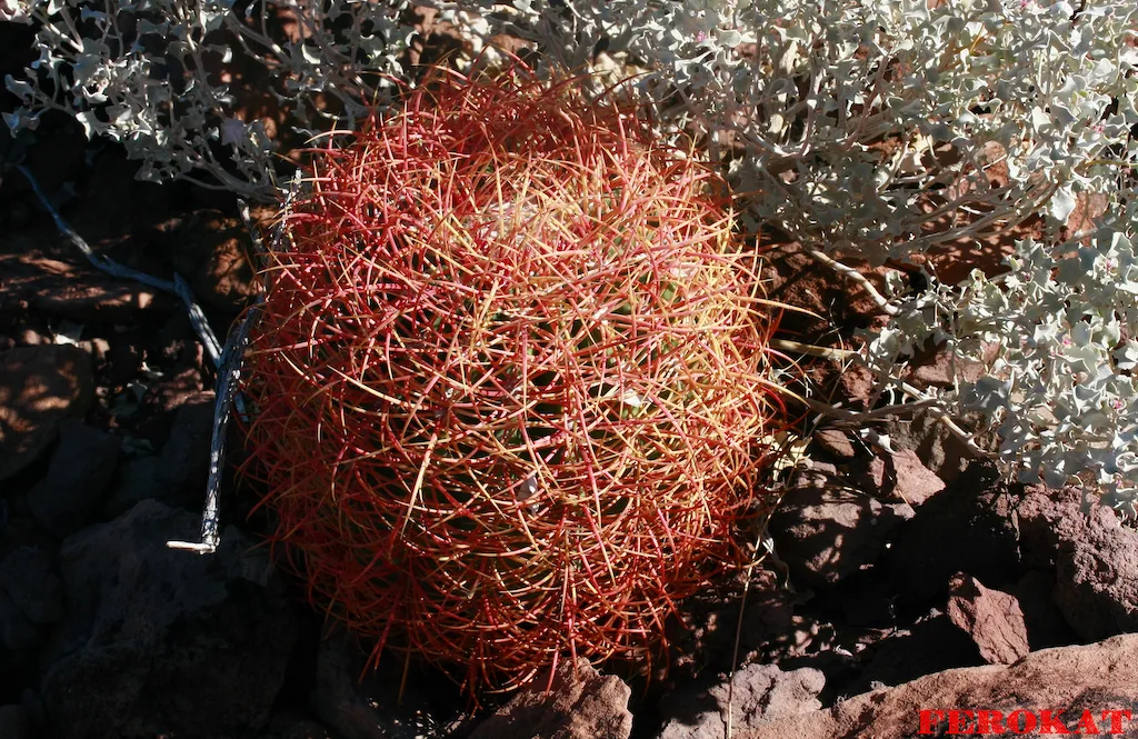 Un raro Ferocactus johnstonianus a spina rossa