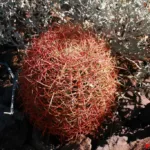 Ferocactus johnstonianus a spine rosse, per mia conoscenza mai descritto o menzionato fino ad ora