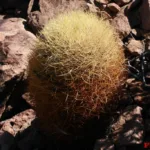 Ferocactus johnstonianus bellissima pianta adulta (foto Francesco Soldi)