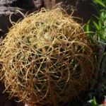 Ferocactus johnstonianus con un groviglio di spine eccezionale (foto Francesco Soldi)