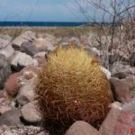 Ferocactus johnstonianus sulla spiaggia a poche decine di metri dal mare (foto Francesco Soldi)