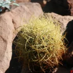 Giovane esemplare di Ferocactus johnstonianus (foto Francesco Soldi)