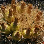 Particolare dei frutti di Ferocactus johnstonianus (foto Francesco Soldi)