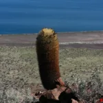 Vecchio esemplare di Ferocactus johnstonianus alto più di un metro (foto Francesco Soldi)