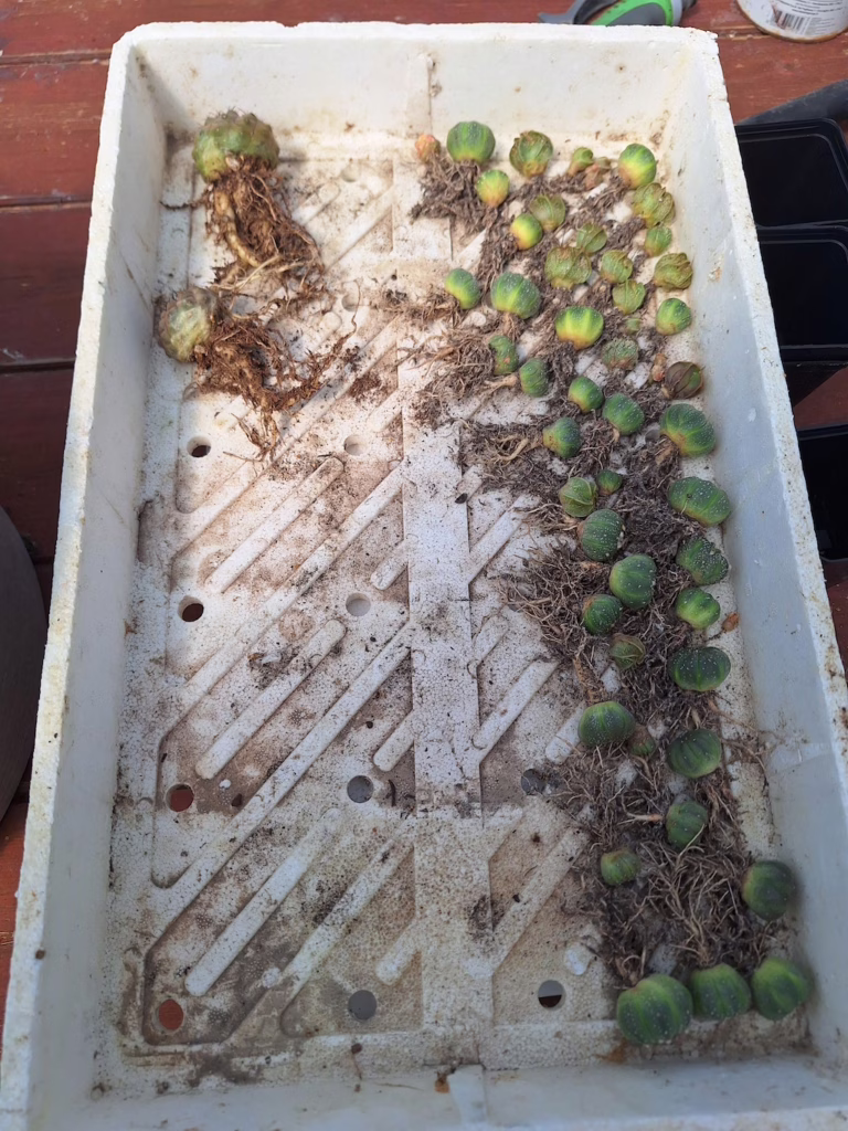 Astrophytum asterias svasati