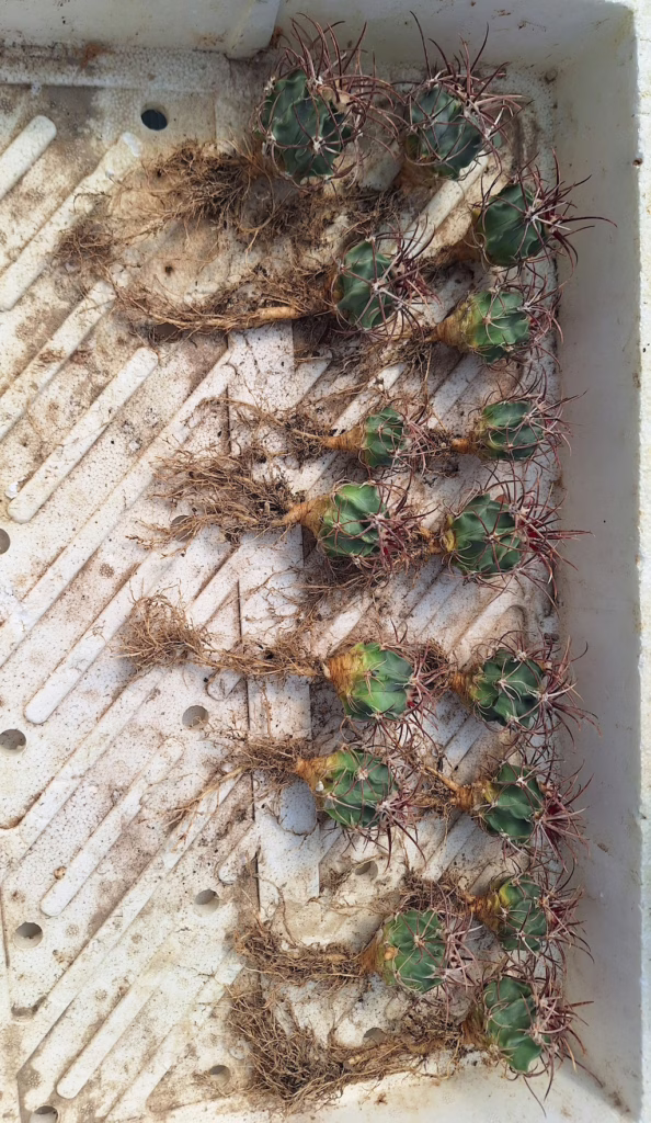 Echinocactus parryi svasati