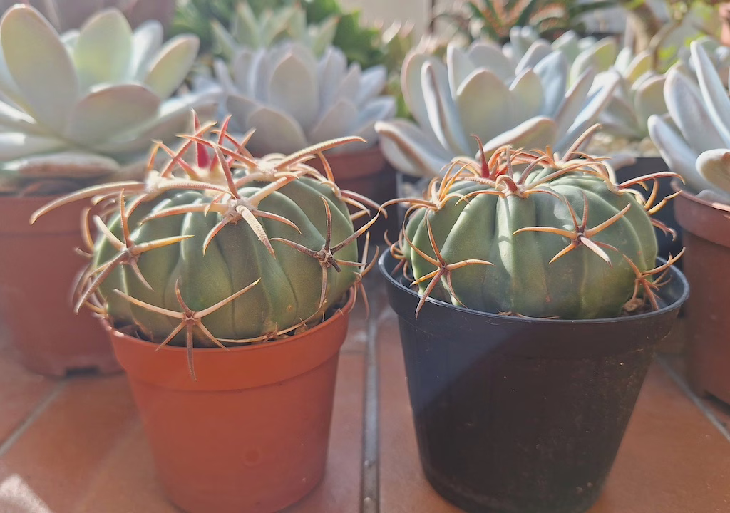 Echinocactus texensis mie semine su balcone