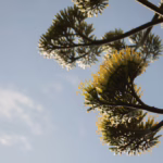 L'Agave in fioritura nel mese di luglio